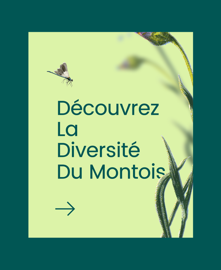 Bassée-Montois x mcrea